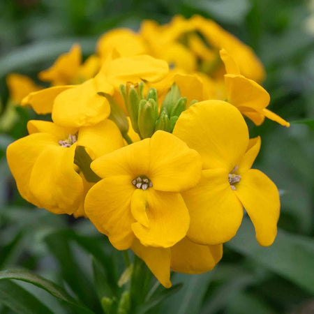 Wallflower 'Dwarf Bedder Mix'