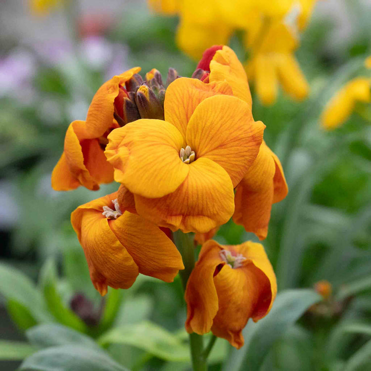Wallflower 'Dwarf Bedder Mix'