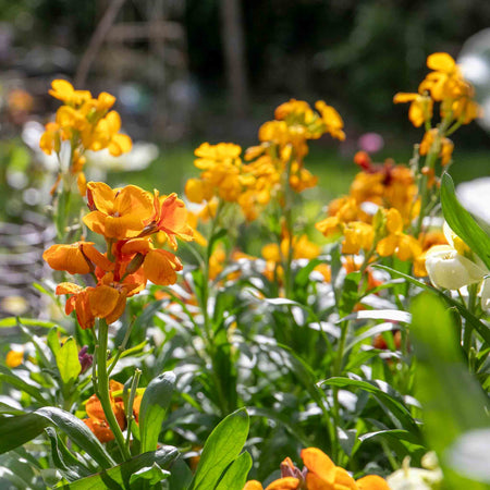 Wallflower 'Dwarf Bedder Mix'