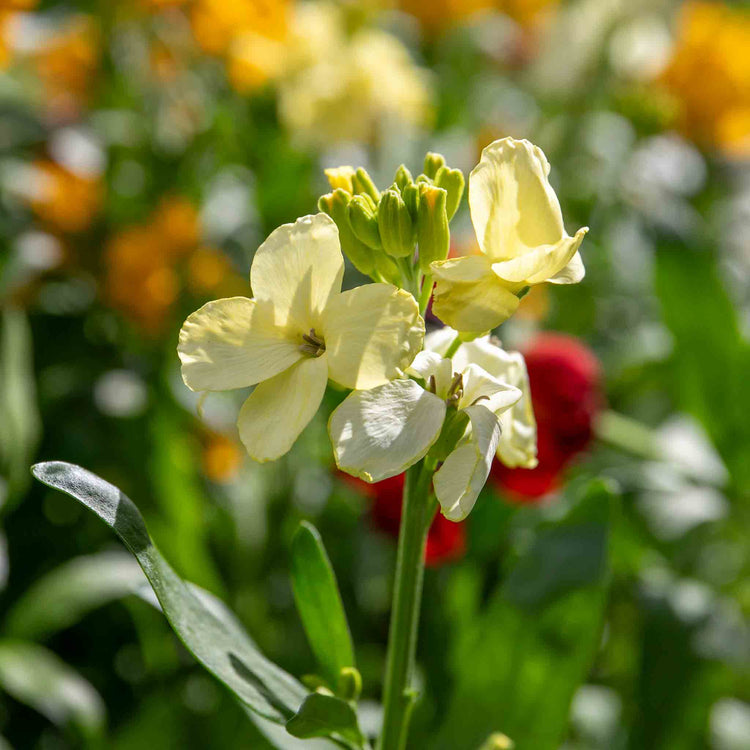 Wallflower 'Dwarf Bedder Mix'