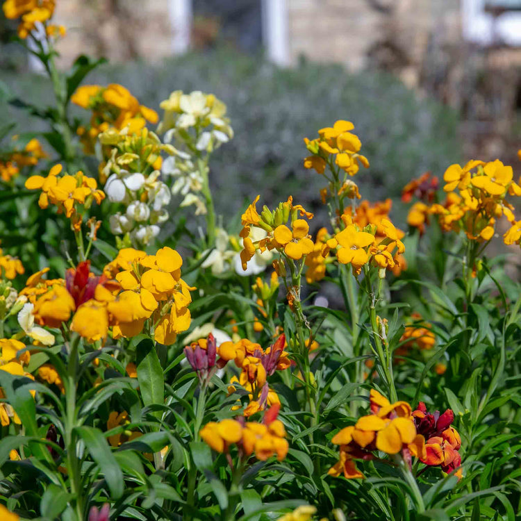 Wallflower 'Dwarf Bedder Mix'