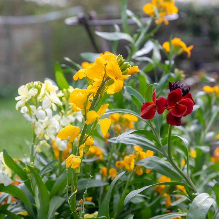 Wallflower 'Dwarf Bedder Mix'