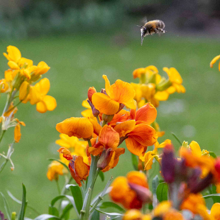 Wallflower 'Dwarf Bedder Mix'
