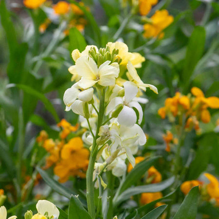 Wallflower 'Dwarf Bedder Mix'