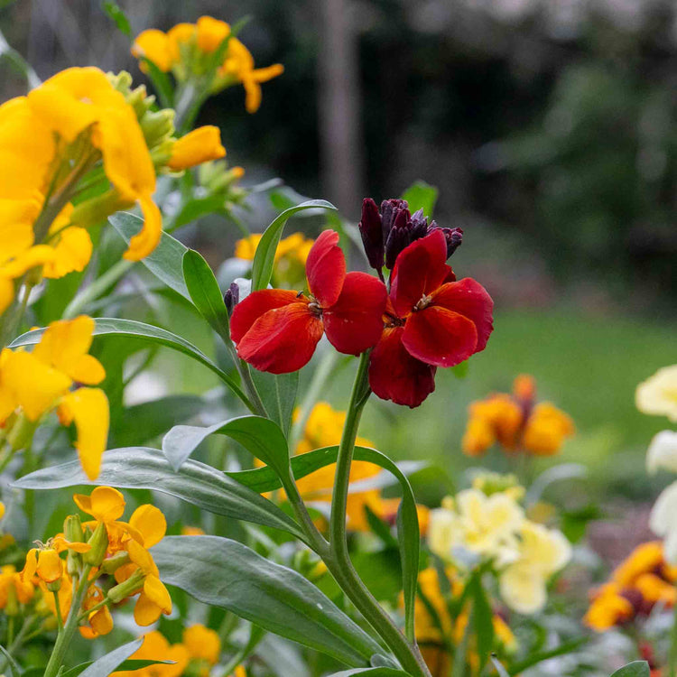 Wallflower 'Dwarf Bedder Mix'