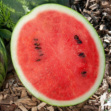 Watermelon 'Mini Love F1'