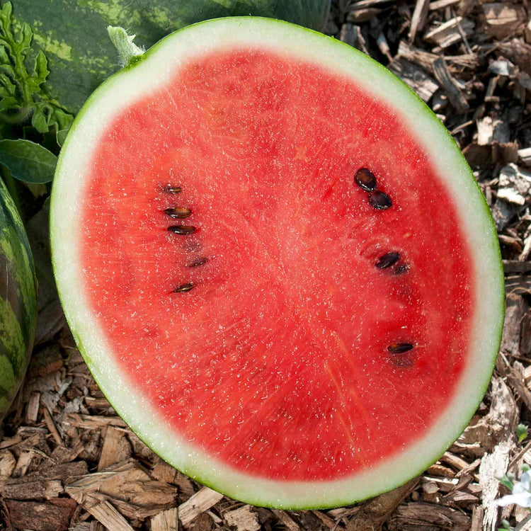 Watermelon 'Mini Love F1'