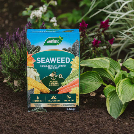 Seaweed Bundle