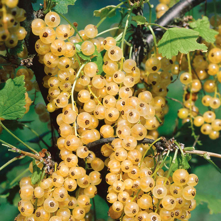 Currant Bush Collection