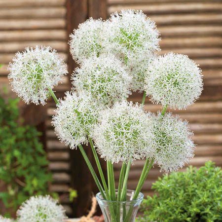 Allium 'Mount Everest'