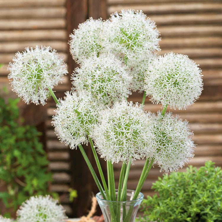Allium 'Mount Everest'