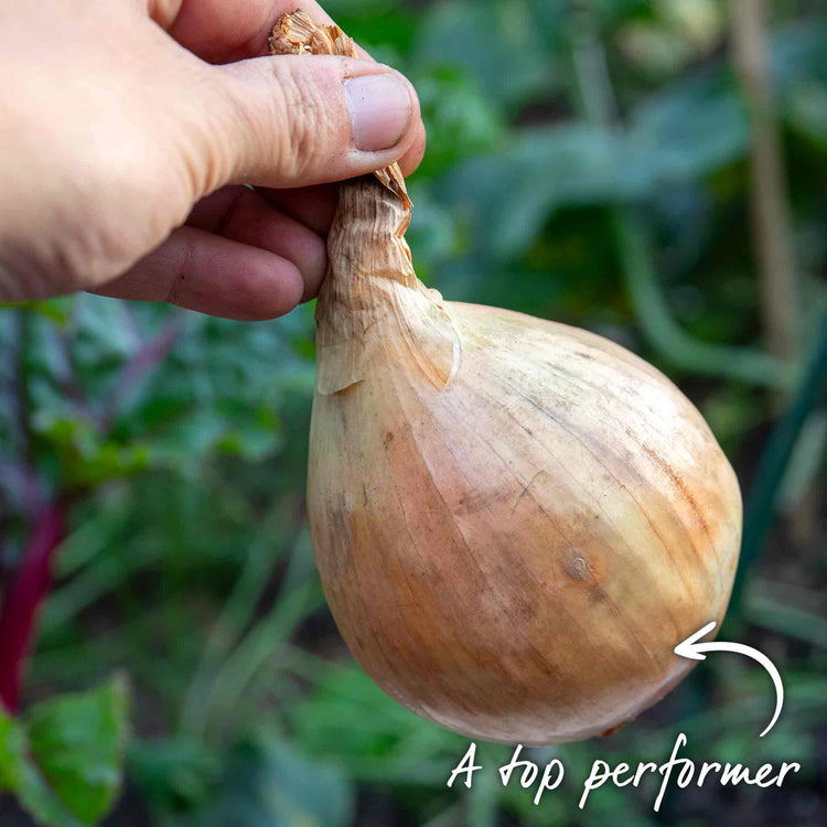 Autumn Planting White Onion Sets 'Growers Pick'