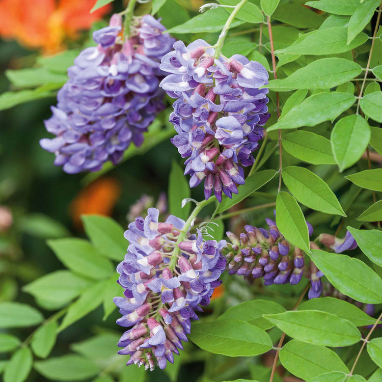 Wisteria 'Amethyst Falls'