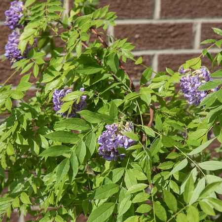 Wisteria 'Amethyst Falls'