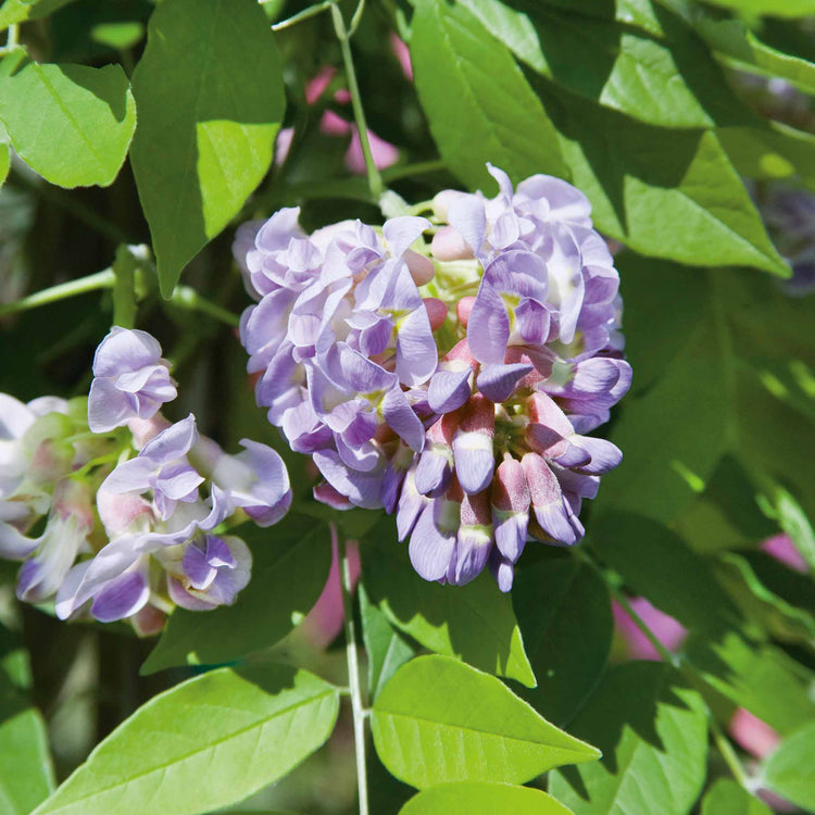 Wisteria 'Amethyst Falls'