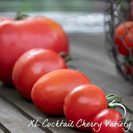 Tomato Seeds 'Summerlast' F1