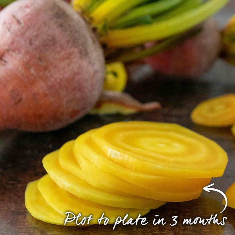 Beetroot Seeds 'Burpees Golden'