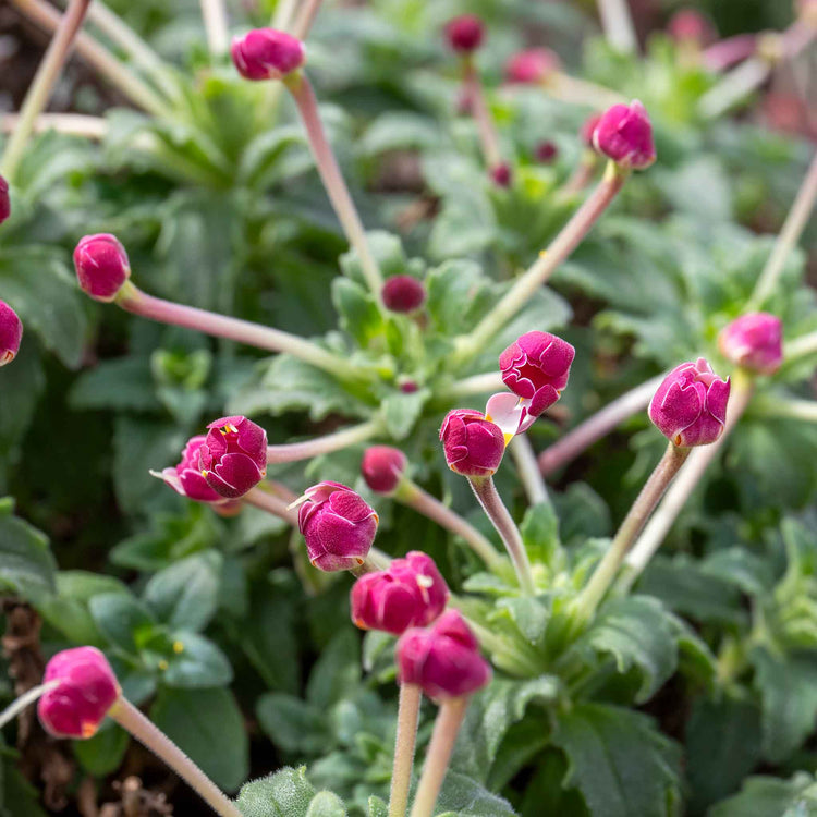 Zaluzianskya 'Star Balsam'