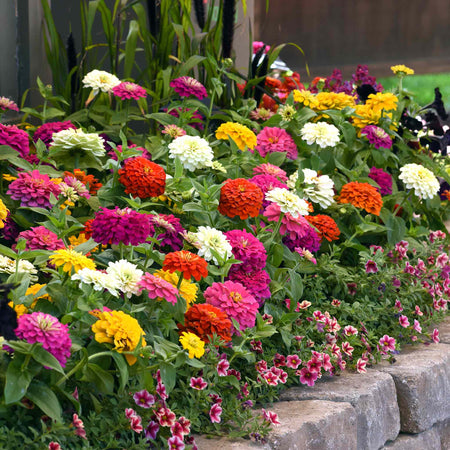 Zinnia 'Zesty' F1 Mix
