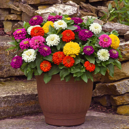 Zinnia 'Zesty' F1 Mix