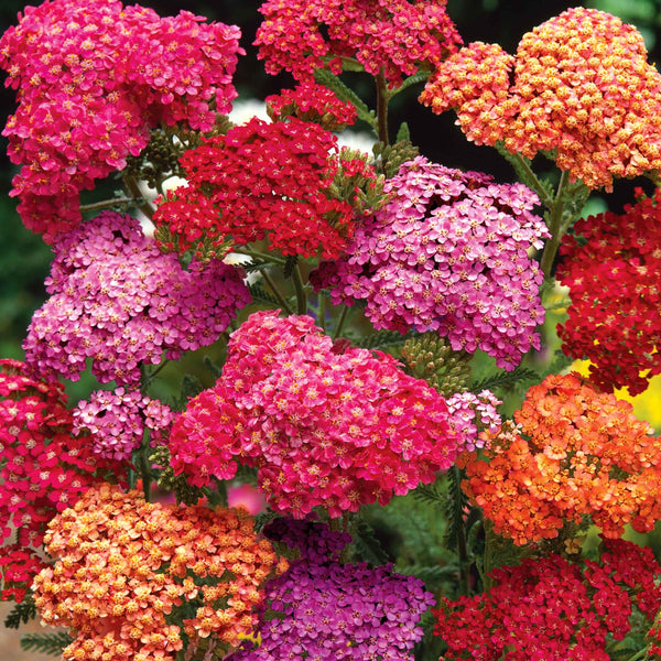 Achillea 'Summer Berries Mixed'