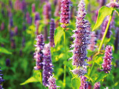 Agastache 'Lavender Blue' producing tall spikes of lavender-purple flowers above fresh green foliage, with a bee visiting the blooms.