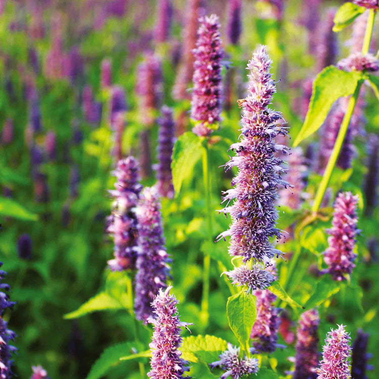 Agastache Seeds 'Lavender Blue'