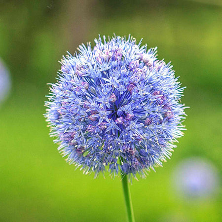 Marshalls 'Ultimate Allium'  Collection