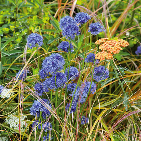 Allium 'Caeruleum'