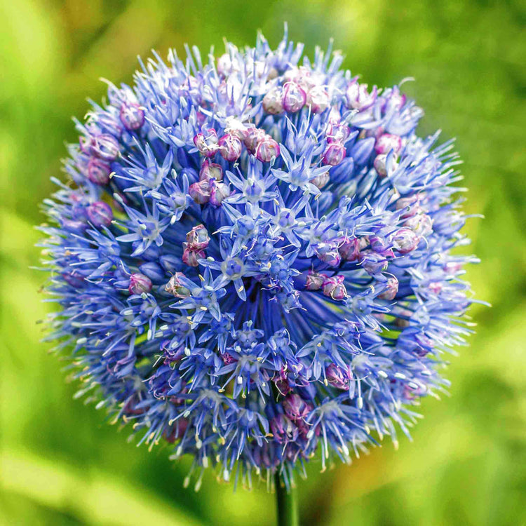 Marshalls 'Ultimate Allium'  Collection