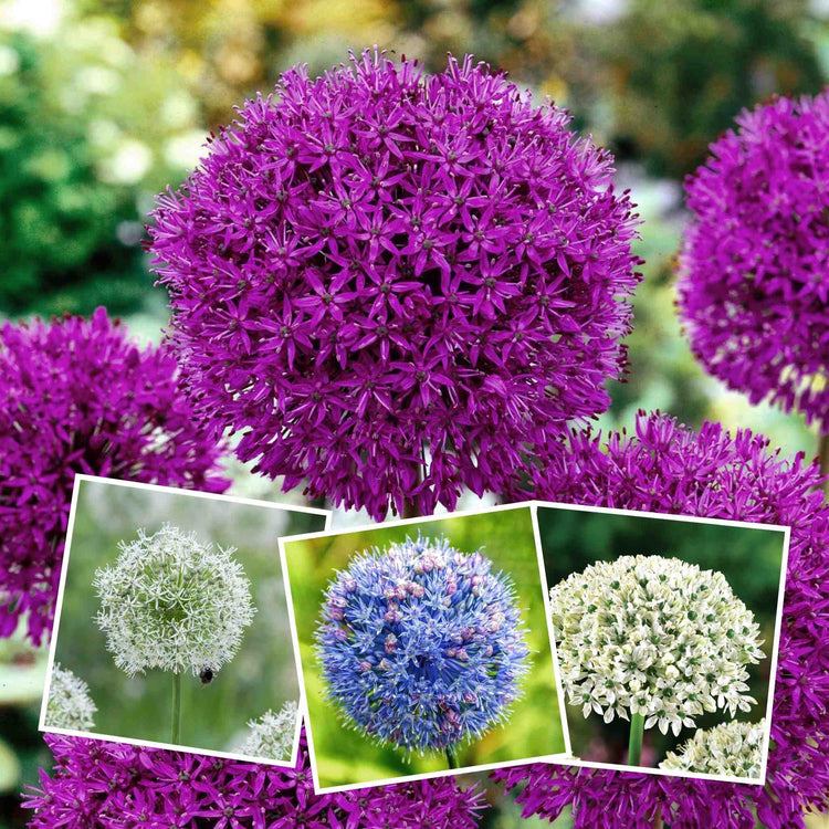 Marshalls 'Ultimate Allium'  Collection