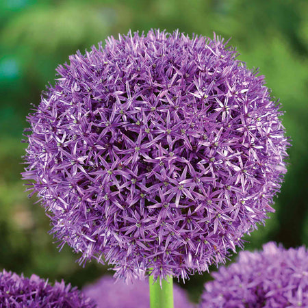 Allium 'Globemaster'