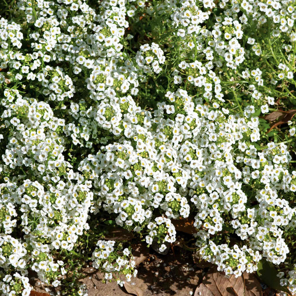 Alyssum Seeds 'Carpet of Snow'