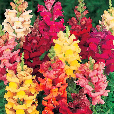 Antirrhinum Seeds 'Giant Rust Resistant'