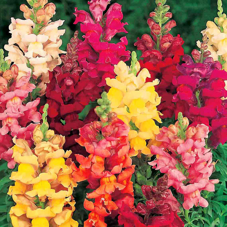 Antirrhinum Seeds 'Giant Rust Resistant'