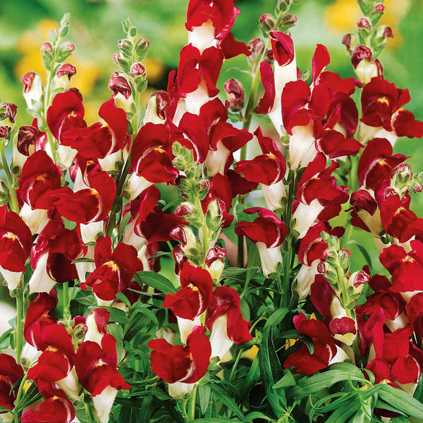 Antirrhinum Seeds 'Night and Day'
