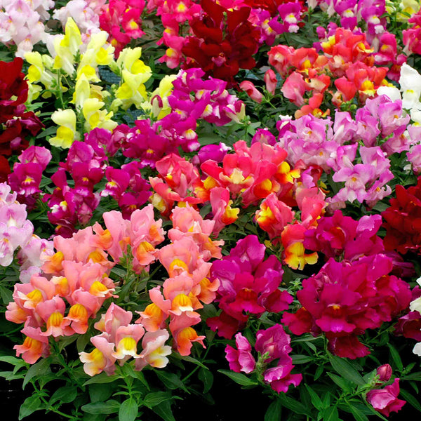 Antirrhinum Seeds 'Snappy Mix'