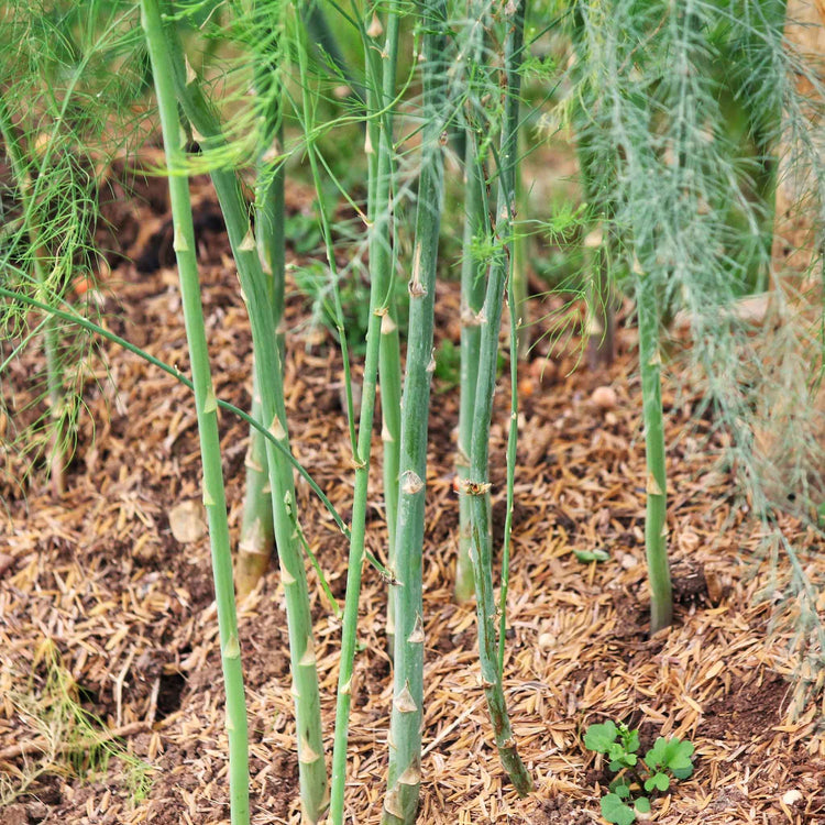 Asparagus Crowns 'Javelim'