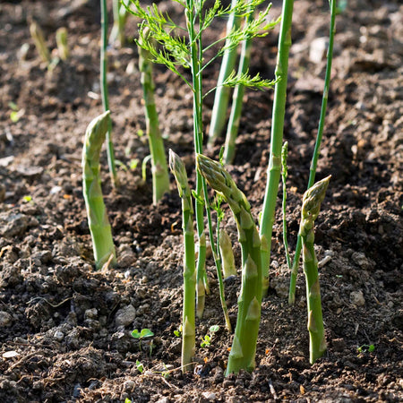 Asparagus Crowns 'Bacchus'