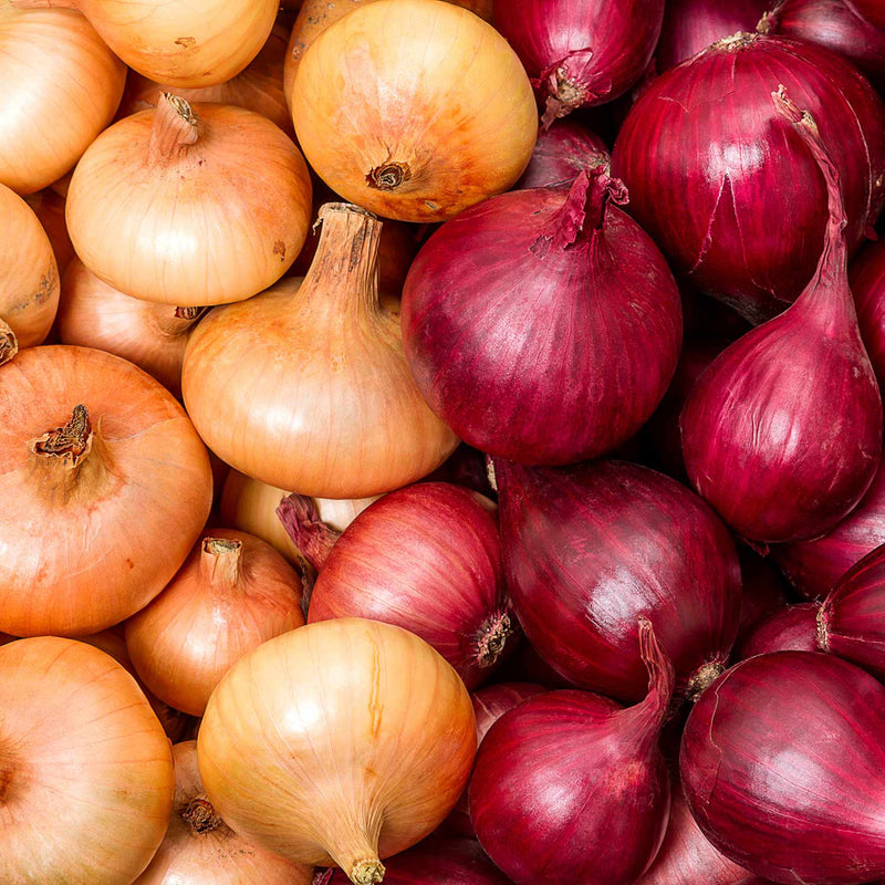 Autumn Planting Onion Duo