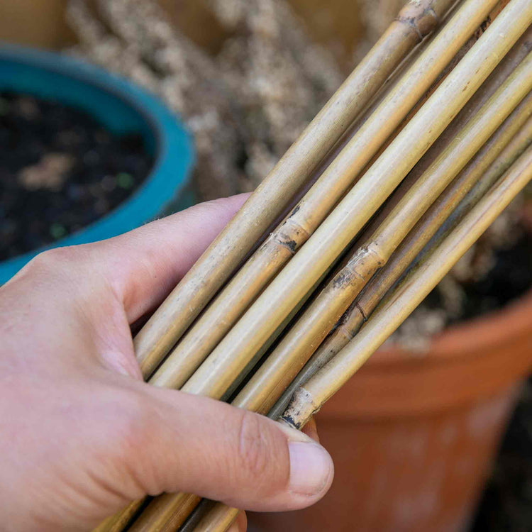 Bamboo Canes