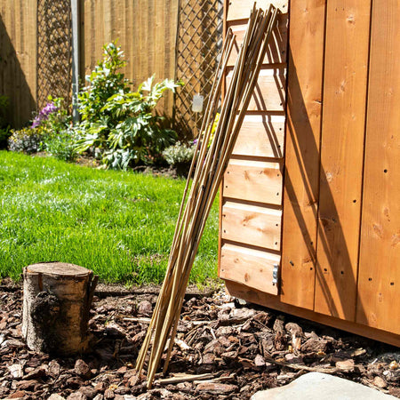 Bamboo Canes