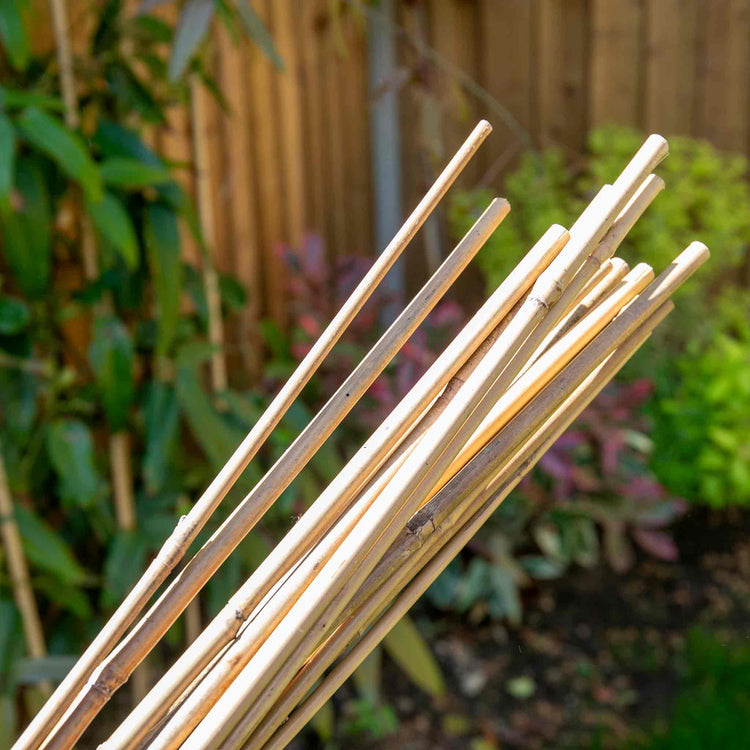 Bamboo Canes