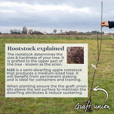 Apple 'Egremont Russet'