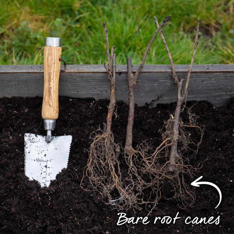 Currant Bush Collection