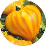 Beefsteak