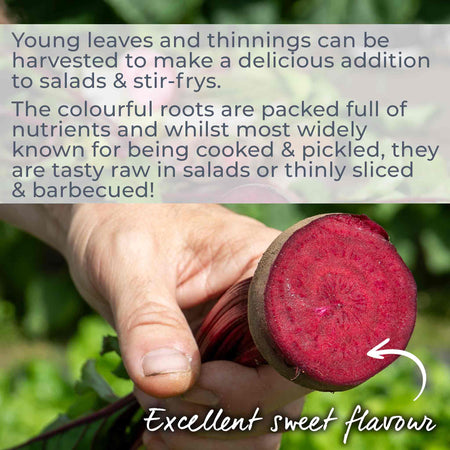 Beetroot 'Boltardy'