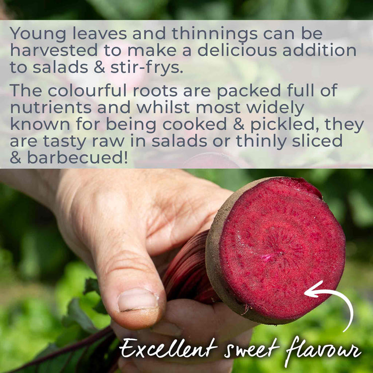 Beetroot 'Boltardy'