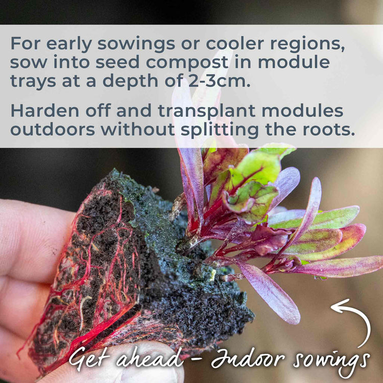 Beetroot Seeds 'Boltardy'