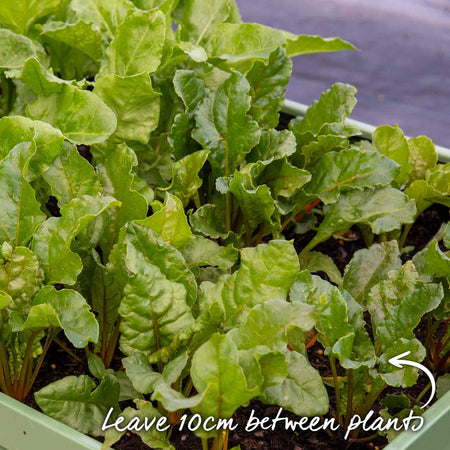 Beetroot Seeds 'Burpees Golden'